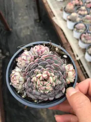 新入荷 エスノ×24株 Z4972抜き苗 多肉植物　詰め合わせ アエオニウム エケベリア サボテン 韓国苗
