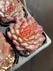 新入荷 ベニベンリョウイン×24株 Z5006抜き苗 多肉植物　詰め合わせ アエオニウム エケベリア サボテン 韓国苗
