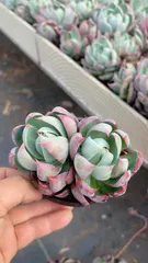 新入荷 ケイコウ×24株 Z5079抜き苗 多肉植物　詰め合わせ アエオニウム エケベリア サボテン 韓国苗
