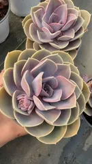 新入荷 ムラサキシンジュ×12株 Z5089抜き苗 多肉植物　詰め合わせ アエオニウム エケベリア サボテン 韓国苗
