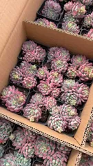 新入荷 アオリンゴ×50株 Z5106抜き苗 多肉植物　詰め合わせ アエオニウム エケベリア サボテン 韓国苗
