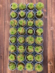 新入荷 オウゴンギョクロニシキ×24株 Z4888抜き苗 多肉植物　詰め合わせ アエオニウム エケベリア サボテン 韓国苗
