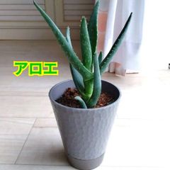 【ランダム1鉢　カット】アエオ「グリーンローズ」　6㌢鉢　大小有り　傷有り アロエ☆多肉植物☆観葉植物☆鉢を含めた高さ18cmぐらい☆初心者にも