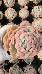 新入荷　50株の抜き苗セット　バンベリー　多肉植物　佐川急便発送　エケベリア　セダム　韓国苗　Z5137