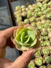 新入荷　ヘキトウ　鮮やかな72苗セット　土と根付き　多肉植物　エケベリア　セダム　韓国苗　詰め合わせ　寄せ植え　X649