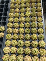 新入荷　ヒョウジョウ　鮮やかな72苗セット　土と根付き　多肉植物　エケベリア　セダム　韓国苗　詰め合わせ　寄せ植え　X650