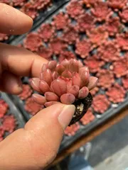 新入荷　ルビー　鮮やかな72苗セット　土と根付き　多肉植物　エケベリア　セダム　韓国苗　詰め合わせ　寄せ植え　X651