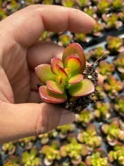 新入荷　ヒメコウカゲツ　鮮やかな72苗セット　土と根付き　多肉植物　エケベリア　セダム　韓国苗　詰め合わせ　寄せ植え　X652