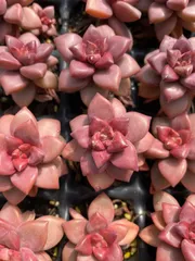 新入荷　ヒメオボロヅキ　鮮やかな72苗セット　土と根付き　多肉植物　エケベリア　セダム　韓国苗　詰め合わせ　寄せ植え　X653