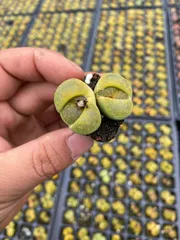 新入荷　グリーンパープルシールド　鮮やかな105苗セット　土と根付き　多肉植物　エケベリア　セダム　韓国苗　詰め合わせ　寄せ植え　X654