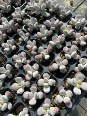 新入荷　ピンポンフクムスメ　鮮やかな105苗セット　土と根付き　多肉植物　エケベリア　セダム　韓国苗　詰め合わせ　寄せ植え　X655