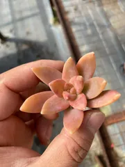 新入荷　シュウレイ　鮮やかな105苗セット　土と根付き　多肉植物　エケベリア　セダム　韓国苗　詰め合わせ　寄せ植え　X656