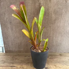 ビルベルギア ハイブリッド  現品 ビルバージア  Billbergia hybrid ビルベルギア ハイブリッド 現品 観葉植物 観葉 植物 珍奇植物 珍奇 珍しい レア 希少 タンクブロメリア