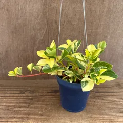 ペペロミア グラベラ ① 現品 ハンギング 青 Peperomia glabella ペペロミア属 観葉植物 観葉 植物 珍奇植物 珍奇 珍しい インテリア おしゃれ かわいい プレゼント おすすめ 斑入り 斑 ブルー