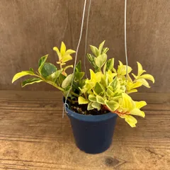 ペペロミア グラベラ ② 現品 ハンギング 青 Peperomia glabella ペペロミア属 観葉植物 観葉 植物 珍奇植物 珍奇 珍しい インテリア おしゃれ かわいい プレゼント おすすめ 斑入り 斑 ブルー