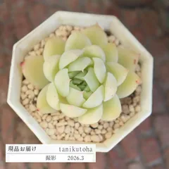 エケベリア 檸檬シャーベット 永遠ラベル付き 現品 TK10-79 写真の子 多肉永遠オリジナル苗 多肉植物 観葉植物 多肉植物販売 エケベリア通販 多肉永遠苗 インテリア 寄せ植え 多年草