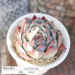 エケベリア 桃太郎錦 現品 TK10-80 写真の子 斑入り 多肉植物 観葉植物 多肉植物通販 エケベリア通販 多肉永遠 インテリア 寄せ植え 多年草