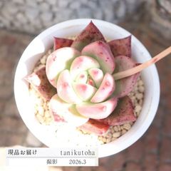 エケベリア ローズガーネット 現品 TK10-81 写真の子 多肉植物 観葉植物 多肉植物通販 エケベリア通販 多肉永遠 インテリア 寄せ植え 多年草