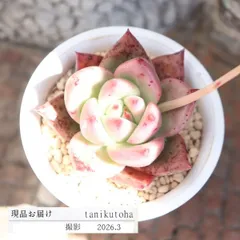 エケベリア ローズガーネット 現品 TK10-81 写真の子 多肉植物 観葉植物 多肉植物通販 エケベリア通販 多肉永遠 インテリア 寄せ植え 多年草