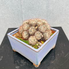 サボテン 短毛丸 つぼみ 子株付き 鉢ごと発送 - メルカリ