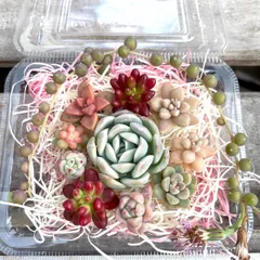 ★多肉植物カット苗詰め合わせ❶番★ルビーティント★寄せ植えセット★エケベリア小苗★セダムカット苗★ネックレス付き★