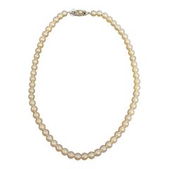 sh1932 アコヤ 真珠 ネックレス silver 金具 8~9ミリ - メルカリ