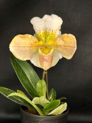 ☆洋蘭☆原種☆デンドロビューム☆Den. bracteosum☆7-7 - メルカリ