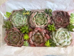 多肉植物 エケベリア カット苗 寄せ植えセット a