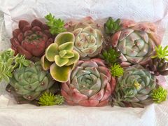 ♡寄せ植えセット♡多肉植物♡ 160 多肉植物の寄せ植え☆6月のスペシャルセット☆オトクな速達発送