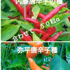 辛い唐辛子種 内藤唐辛子種+弥平唐辛子種 合わせて50粒+α