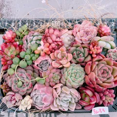 SALE‼️売り尽くし‼️多肉植物寄せ植えset♡3233