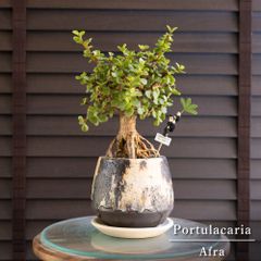 観葉植物　パンダガジュマル　陶器鉢植え　多幸の木 観葉植物 パンダガジュマル 多幸の木 ゴム フィカス 4号 陶器鉢