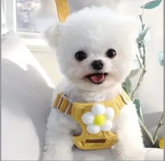 新品 花型 イエローコットン ハーネス リードセット 小型犬 ねこ S かわいい スマイル曇リードセット  可愛い ハーネス 犬用ハーネス  中型犬 おしゃれ  脱げない 胴輪   はーねす 首輪 子犬 超小型犬 成犬 いぬ イヌ ワンチャン ネコ ねこ