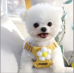 新品 花型 イエローコットン ハーネス リードセット 小型犬 ねこ M かわいい スマイル曇リードセット  可愛い ハーネス 犬用ハーネス  中型犬 おしゃれ  脱げない 胴輪   はーねす 首輪 子犬 超小型犬 成犬 いぬ イヌ ワンチャン ネコ ねこ
