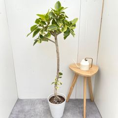 現品］44番 フィカス ベンガレンシス 8号 観葉植物 室内 大型 幹太