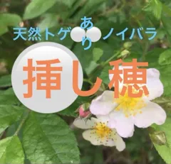 トゲなしノバラ　接木用 2026年最新】ノイバラ 台木の人気アイテム - メルカリ
