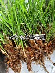 nicoさま専用（完全乾燥真菰葉） 真菰葉（乾燥）】※8月以降の受付・発送になります。 | macomojima