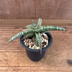 サンセベリア Lav.1970 ② 小 Sansevieria Lav.1970 サンスベリア ラブラノス 現品 観葉植物 観葉 観葉 珍奇植物 珍奇 レア 希少 多肉植物 多肉 インテリア プレゼント おしゃれ かわいい ミニ 小さい おうち時間 グリーン