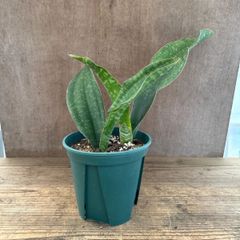 サンセベリア マラウィ ① Sansevieria　malawl サンスベリア マラウィ 現品 観葉植物 観葉 植物 珍奇植物 珍奇 珍しい レア 希少 多肉植物 多肉 インテリア プレゼント おしゃれ かわいい 空気清浄 風水 マイナスイオン