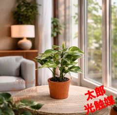 光触媒 人工観葉植物 ウォールグリーン フェイクグリーン 壁掛け 光触媒 人工観葉植物 ウォールグリーン フェイクグリーン 壁掛け