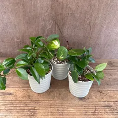 ホヤ　3種セット　現品　不明種、オボバタ斑入り、パーフェクトグリーン サクララン 桜蘭  Hoya サクララン 桜蘭 観葉植物 観葉 植物 珍奇植物 珍奇 珍しい レア 希少 つる性植物 つる性 ハンギング 吊るす 吊り下げ
