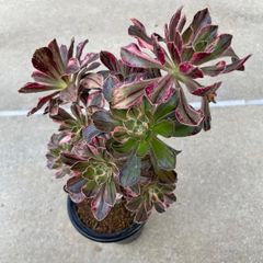 花団錦 多肉植物 レッドベリーhyb 抜き苗 セット - メルカリ