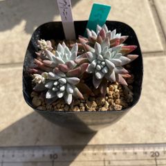 花団錦 多肉植物 レッドベリーhyb 抜き苗 セット - メルカリ