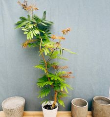 柱サボテン　鬼面角　３本　８号　ドライガーデン　など ハシラサボテン 3本仕立て 8号 鬼面角 人気 観葉植物 柱サボテン ⑤ 柱