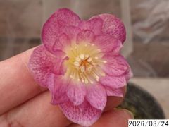 フクシア 苗 ファーストラブ - メルカリ