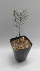 ドラセナ シナバリ 実生苗！◇Dracaena cinnabari - メルカリ