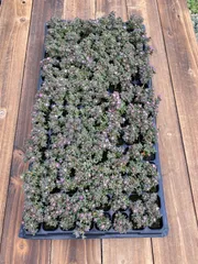 J0168　ドロサンセマム・スペシオスム　128苗　土と根付き　多肉　エケベリア　韓国苗　詰め合わせ