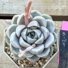 ミックスベリア ブルーベリームーン おらいさん 根付き苗 多肉植物 4