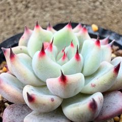 そわそわ 双頭 ミックスベリア おらいさん苗 多肉植物 - メルカリ