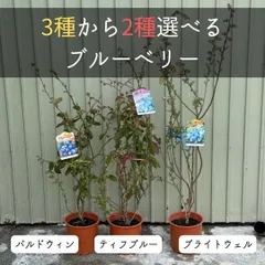 【5号・2苗セット】選べるブルーベリー 苗木 果樹 ガーデニング セット お得 ラビットアイ 苗 苗木 果樹 ブルーベリー　果実　家庭菜園 #プチフルブルーベリー